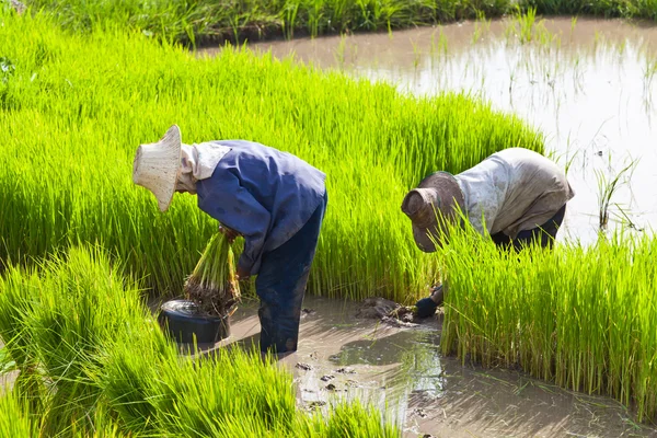 Agricultor en el campo de arroz, Tailandia —  Fotos de Stock