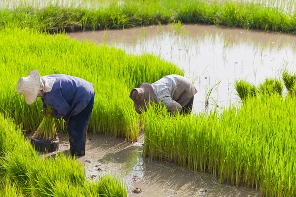 Farmer in rice field, Thailand — Stock Photo, Image