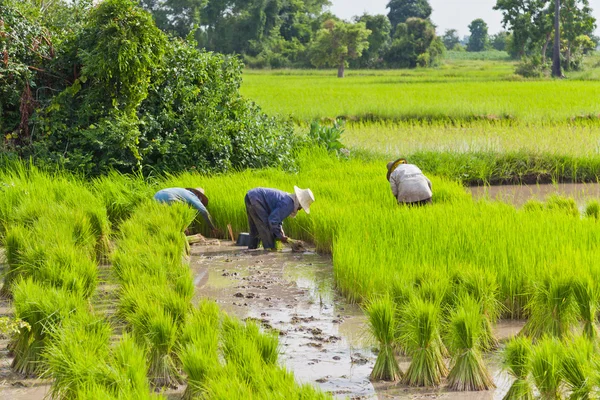 Fermier dans une rizière, Thaïlande — Photo