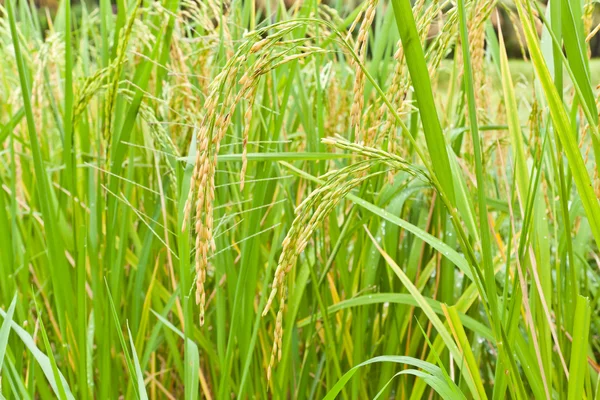 Paddy rice in field, Thailand — Stock Photo, Image