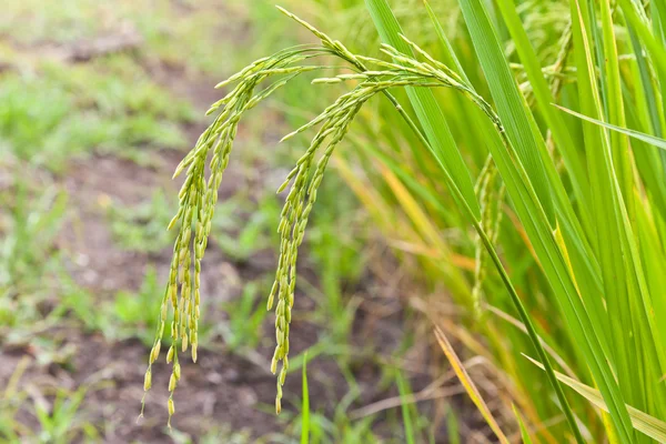 क्षेत्र, थाईलैंड में धान चावल — स्टॉक फ़ोटो, इमेज