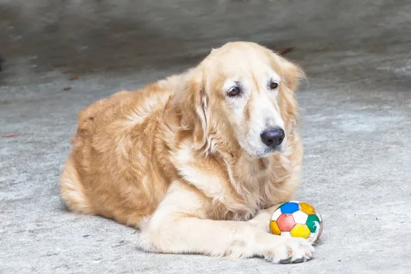 Σκύλος, χρυσόs retriever και μπάλα ποδοσφαίρου, ψάχνει με θλιβερή καφέ e — Φωτογραφία Αρχείου
