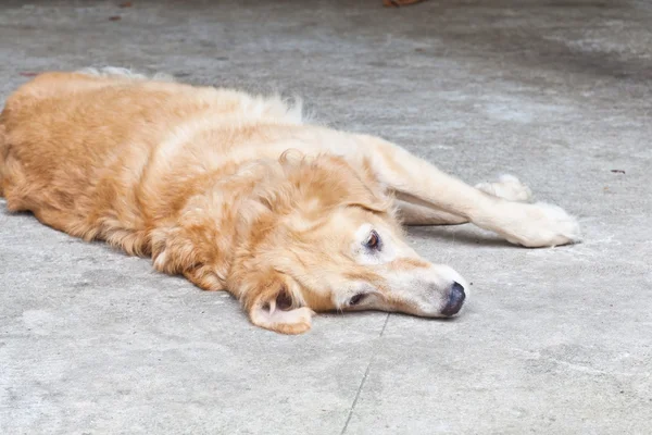 Perro, Golden Retriever, mirando con tristes ojos marrones —  Fotos de Stock