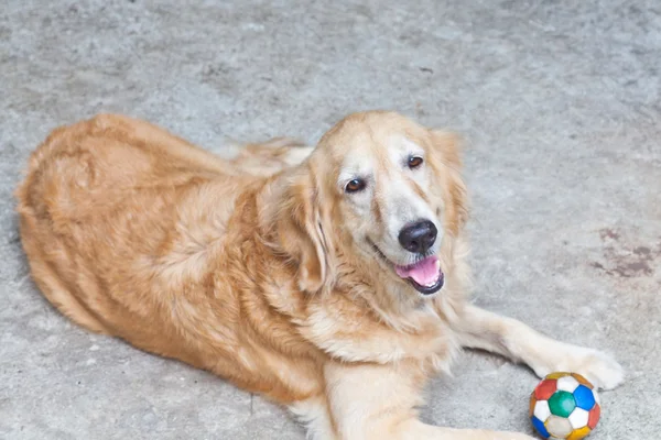 Σκύλος, χρυσόs retriever και μπάλα ποδοσφαίρου, ψάχνει με θλιβερή καφέ e — Φωτογραφία Αρχείου