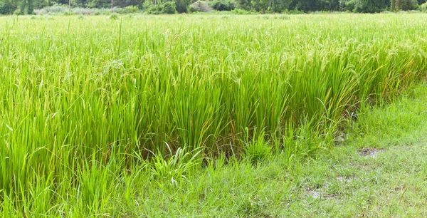 Paddyris i fältet, thailand — Stockfoto
