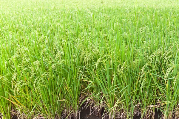 Paddy rice in field, Thailand — Stock Photo, Image