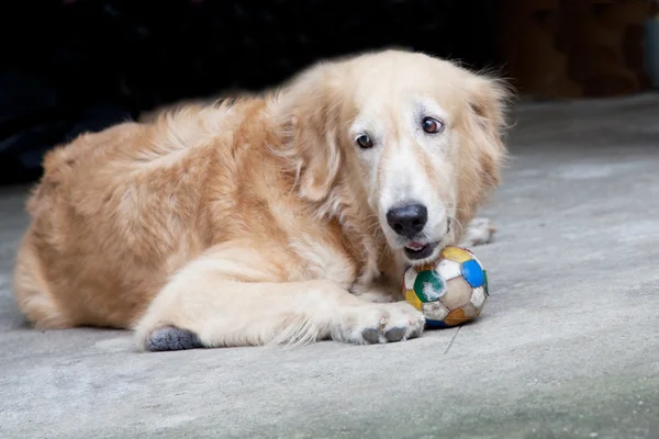 Pes zlatý retrívr a fotbalový míč, hledá se smutnou brown e — Stock fotografie