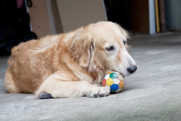 Kutya golden retriever és a futball-labda, keresi a szomorú barna e — Stock Fotó