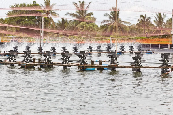 Fermes de crevettes couvertes de filets pour la protection contre les oiseaux, ChaChen — Photo
