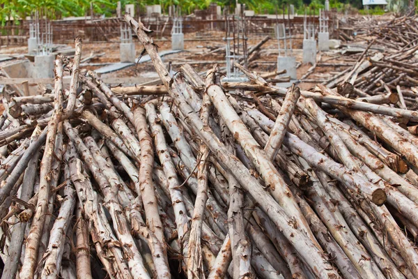 Stock image Pile of eucalyptus tree wood for construction