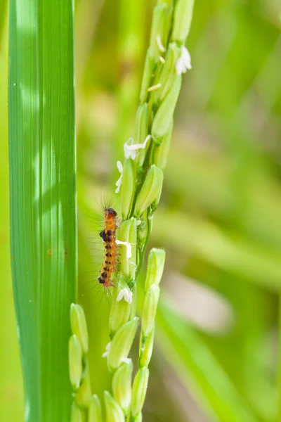 stock image Pest, in Paddy rice