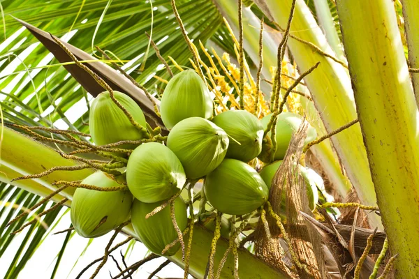 Фрукты, зеленый кокос на кокосовом дереве — стоковое фото