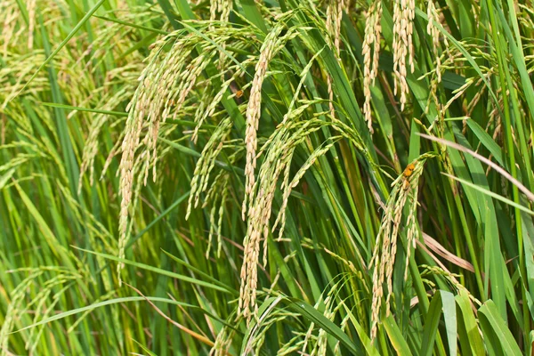 क्षेत्र, थाईलैंड में धान चावल — स्टॉक फ़ोटो, इमेज