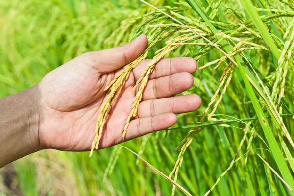 Mão, segurando arroz Paddy no campo — Fotografia de Stock