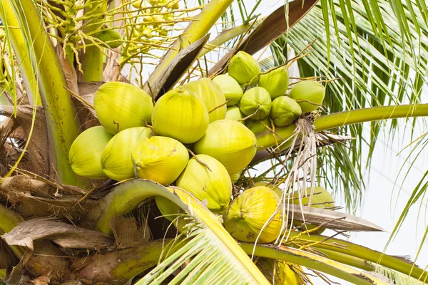 Kokosowego owoce, zielone na drzewo kokosowe — Zdjęcie stockowe