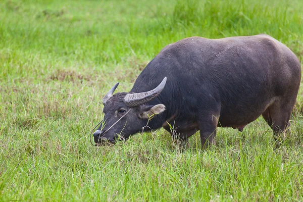 Mamífero animal, búfalo tailandês no campo de grama — Fotografia de Stock