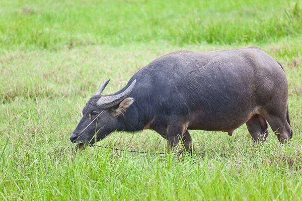 Млекопитающее, Тайский буйвол на травяном поле — стоковое фото