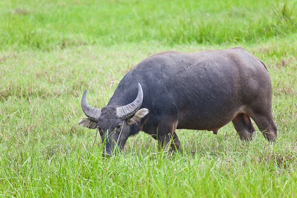 Memeli hayvan, Tay çim alanda buffalo. — Stok fotoğraf