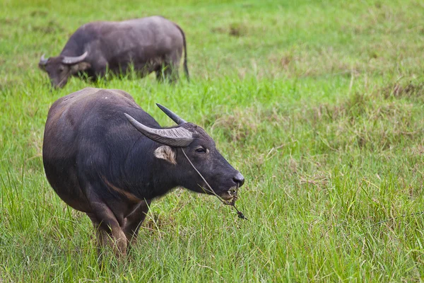 Emlős állat, thai buffalo a füves területen — Stock Fotó