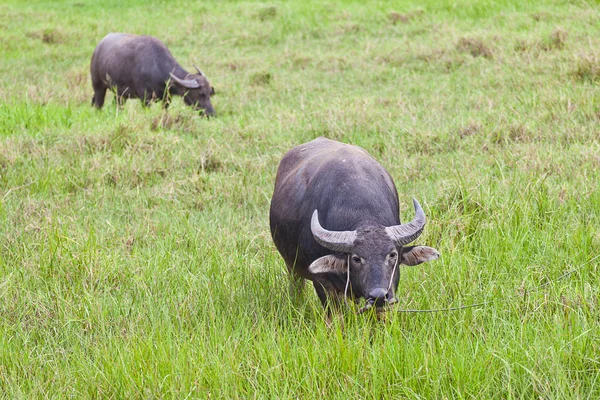Säugetier, Thai-Büffel im Grasfeld — Stockfoto