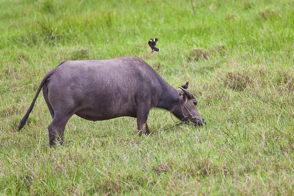 Mamífero animal, hembra búfalo tailandés en campo de hierba y pájaro —  Fotos de Stock