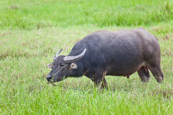 Memeli hayvan, Tay çim alanda buffalo. — Stok fotoğraf