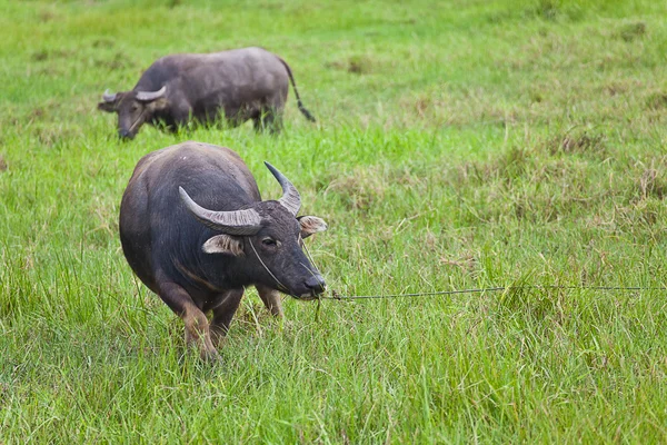 Θηλαστικό ζώο, Ταϊλάνδης buffalo στο πεδίο γρασίδι — Φωτογραφία Αρχείου