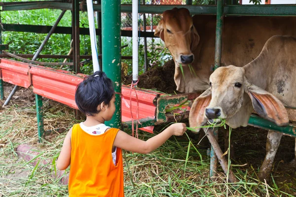 Młoda dziewczyna Wyślij świeżej trawy do krowy do karmienia — Zdjęcie stockowe