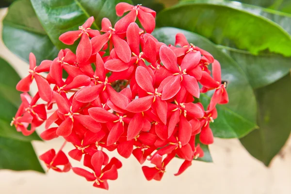 Красный цветок Иксора — стоковое фото