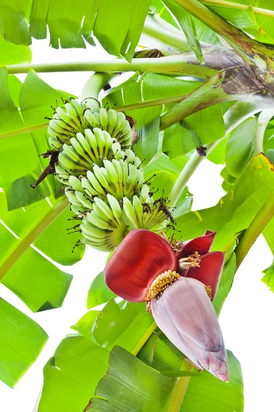 Банановый цветок, и куча в сельском хозяйстве и плантации — стоковое фото