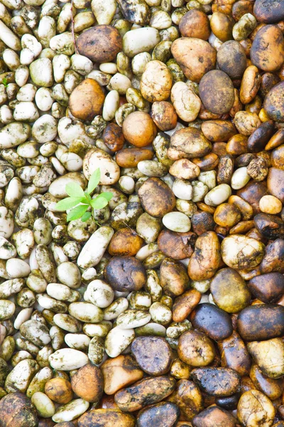 Small plant growth between stones river — Stock Photo, Image
