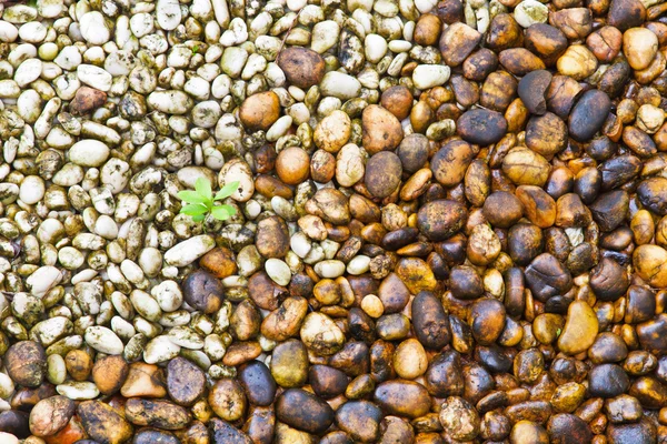 Piccola crescita vegetale tra le pietre fiume — Foto Stock
