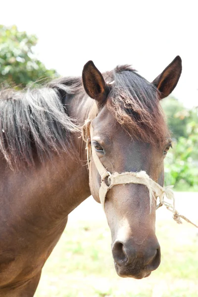 stock image Portrait Horse close up