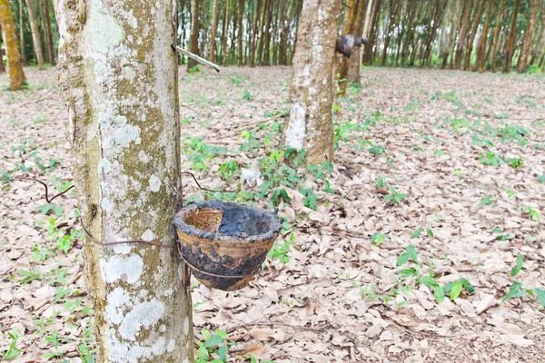 Сільське господарство, каучукове дерево тече в дерев'яну чашу — стокове фото