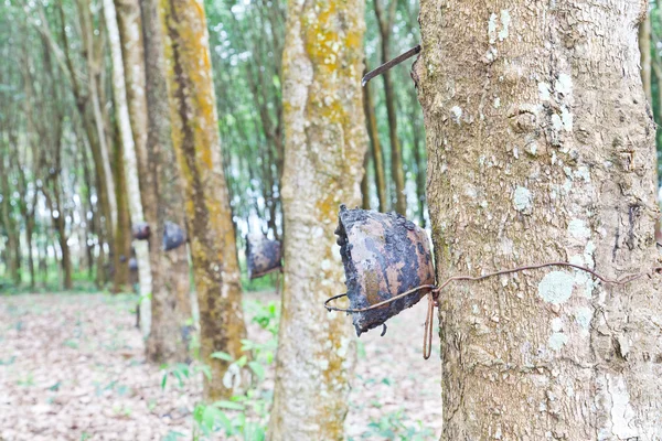 Agricultura, Árbol de caucho fluye en un cuenco de madera —  Fotos de Stock