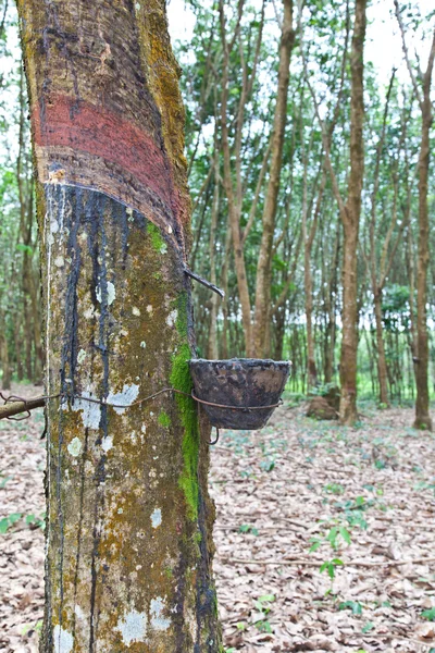 Сільське господарство, каучукове дерево тече в дерев'яну чашу — стокове фото