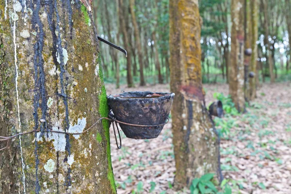 Agriculture, L'arbre en caoutchouc coule dans un bol en bois — Photo