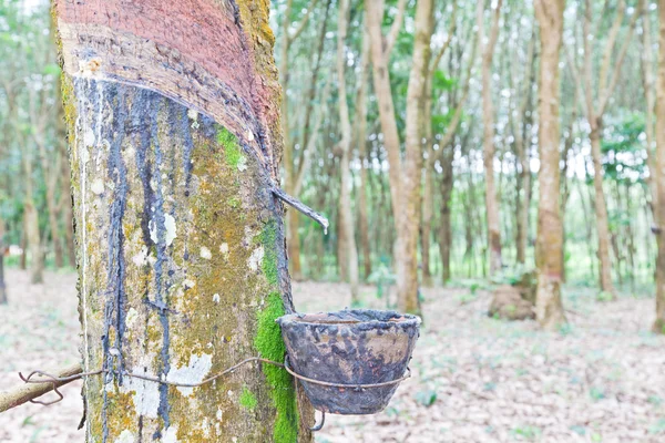 Agricultura, árvore de borracha flui em uma tigela de madeira — Fotografia de Stock
