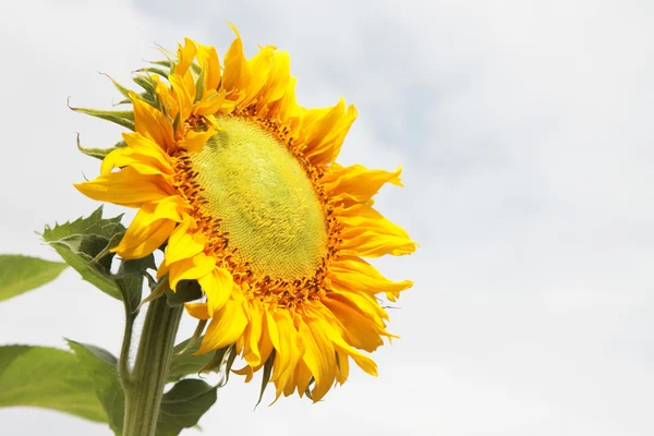 Schöne gelbe Sonnenblume — Stockfoto