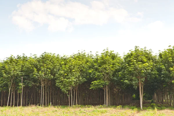 Jordbruk, gummiträd och växters tillväxt — Stockfoto