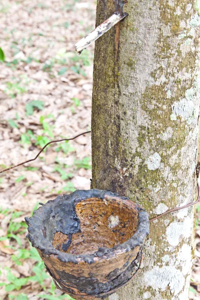Landbouw, rubberboom mondt uit in een houten kom — Stockfoto