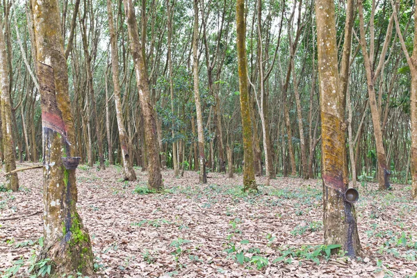 Agricultura, árvore de borracha flui em uma tigela de madeira — Fotografia de Stock