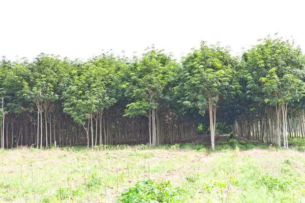 Jordbruk, gummiträd och växters tillväxt — Stockfoto