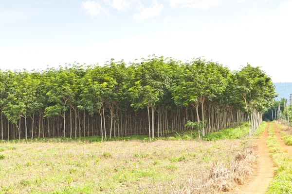 Agricultura, Árbol de caucho y crecimiento de plantas — Foto de Stock