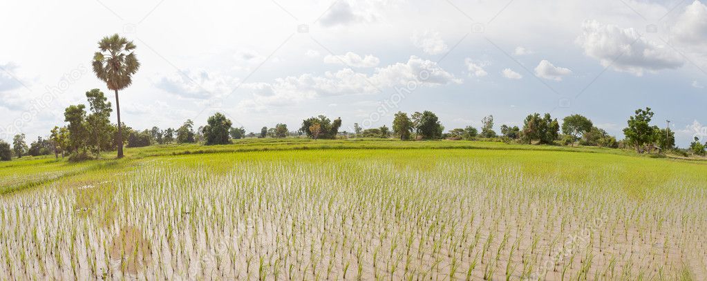 Rice field Panorma, Thailand