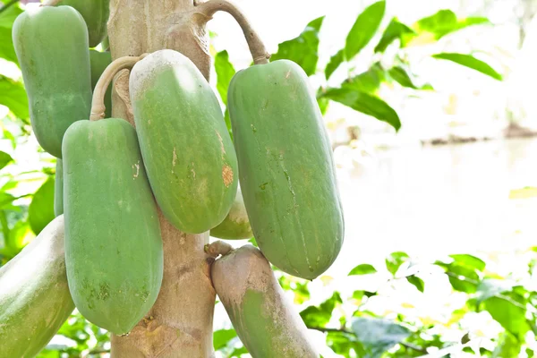Vruchten, bos van papaja opknoping van de boom — Stockfoto