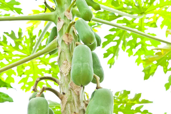 Vruchten, bos van papaja opknoping van de boom — Stockfoto