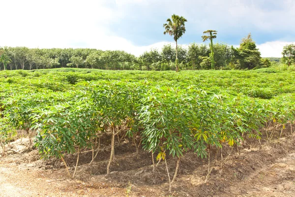 Agricultura, Fazenda de mandioca e crescimento de plantas — Fotografia de Stock