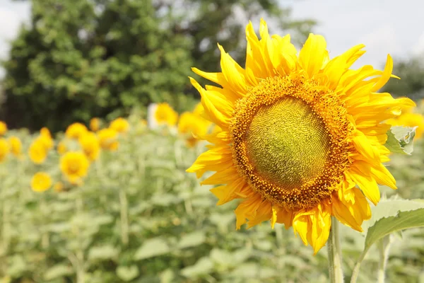 Frumos floarea-soarelui galben — Fotografie, imagine de stoc