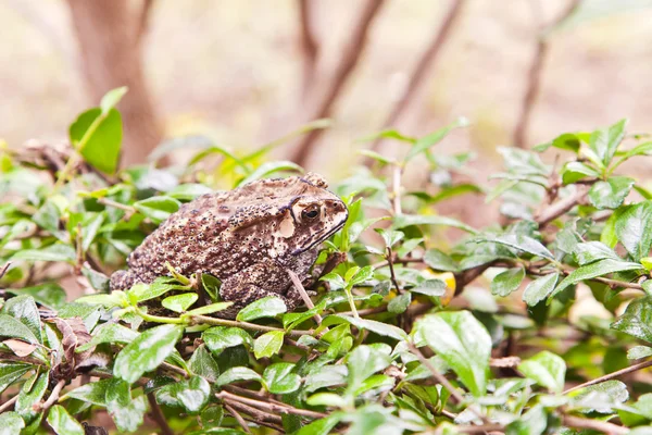 Dier, toad op grasveld — Stockfoto